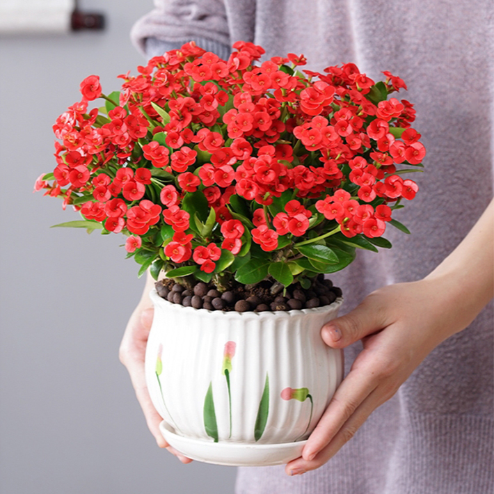 가시관나무 실내 분재