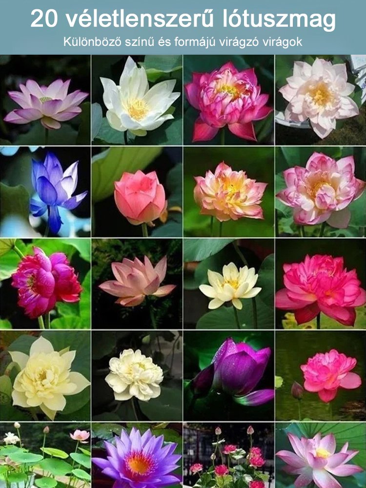 Prosperující s vodou! Přírodní čistička vzduchu! Rozkvetlý dům s voňavým hydroponickým lotusem