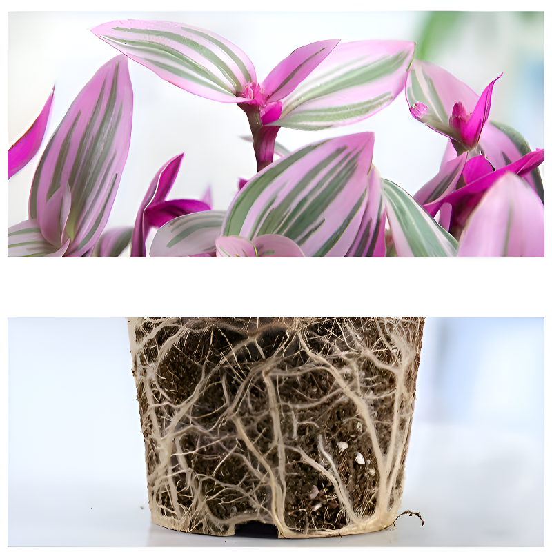 사계절 내내 푸른 보라색 잎 줄란 관엽식물