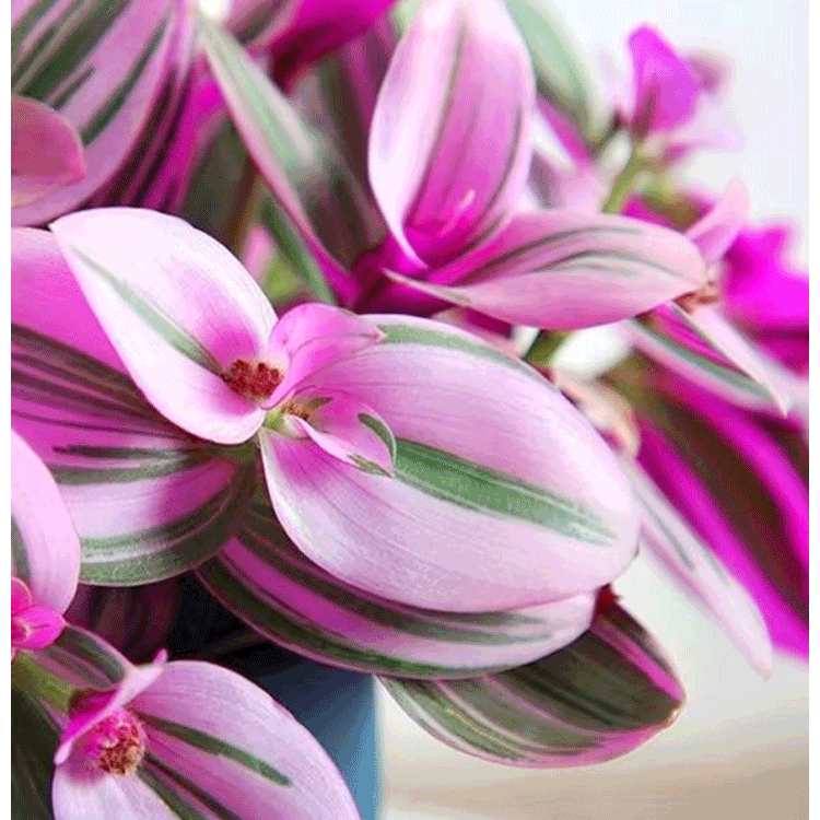 優雅油畫吊蘭室內花卉