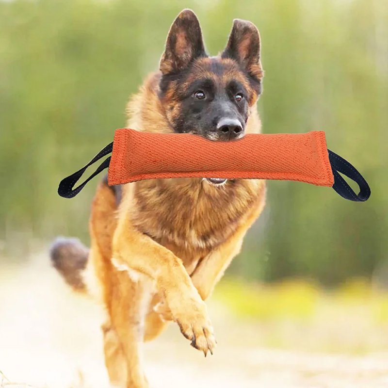 ของเล่นแบบอินเทอร์แอคทีฟสำหรับฝึกฝนระยะยาว