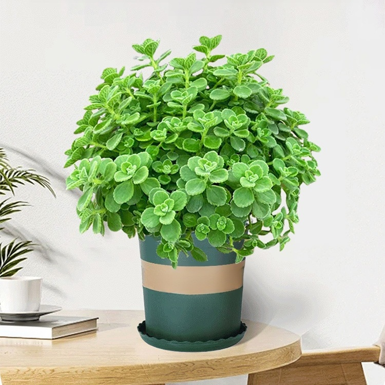 Mosquito-Repelling Potted Mint Plant