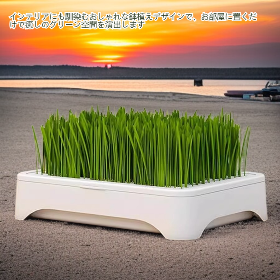 水耕栽培のキャットグラス鉢植え