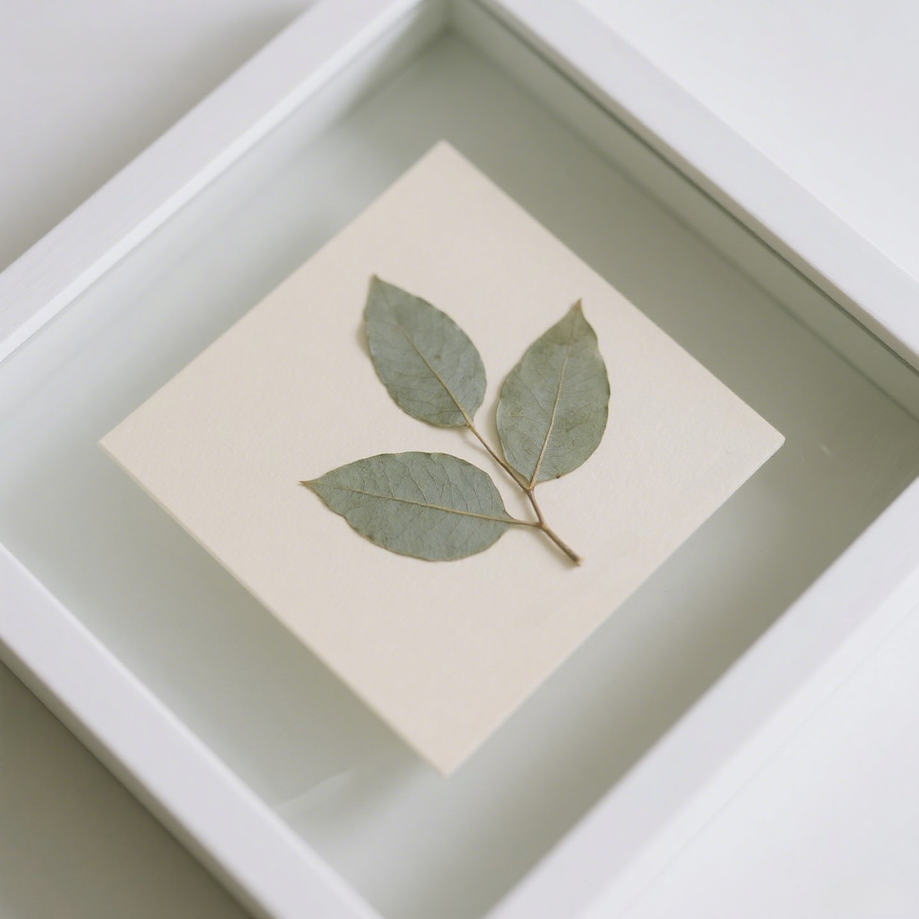 Plant specimen decorative painting