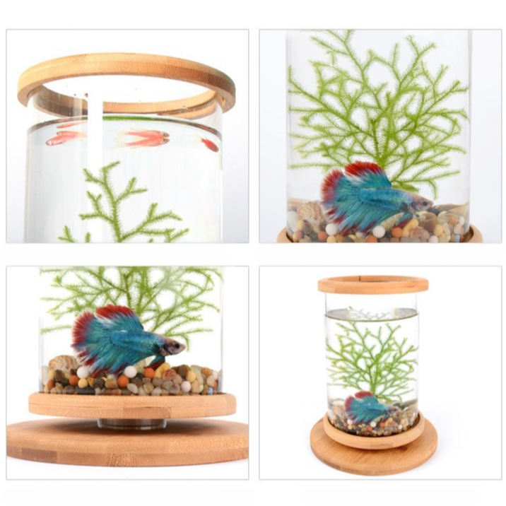 Drehbares Mini-Aquarium
