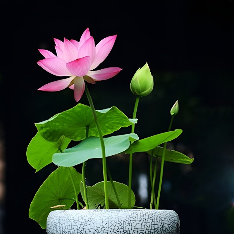 Four Seasons Blooming: Bowl Lotus Seeds