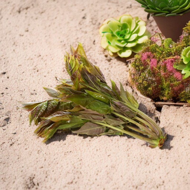 Rote Toona-Samen Hoher Ertrag Gartenbau Blutzuckersenkend