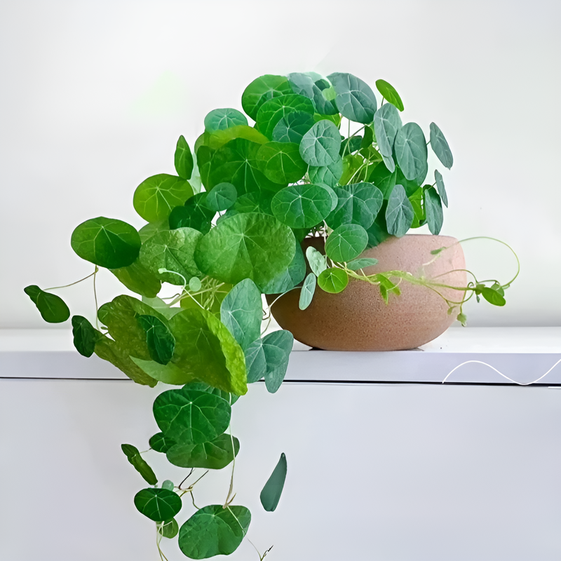 수경 관엽 식물