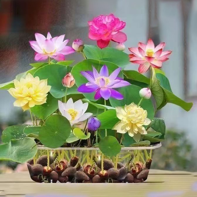 Hydroponic flowers, water fed seasonal lotus flowers