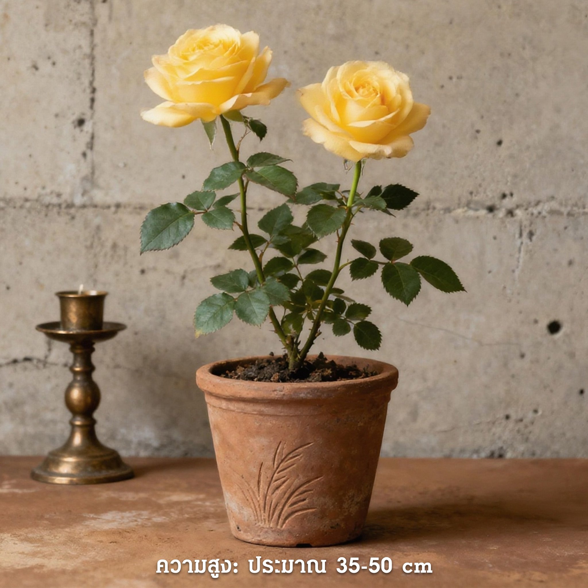 กุหลาบพร้อมปลูกในกระถางสวยงาม