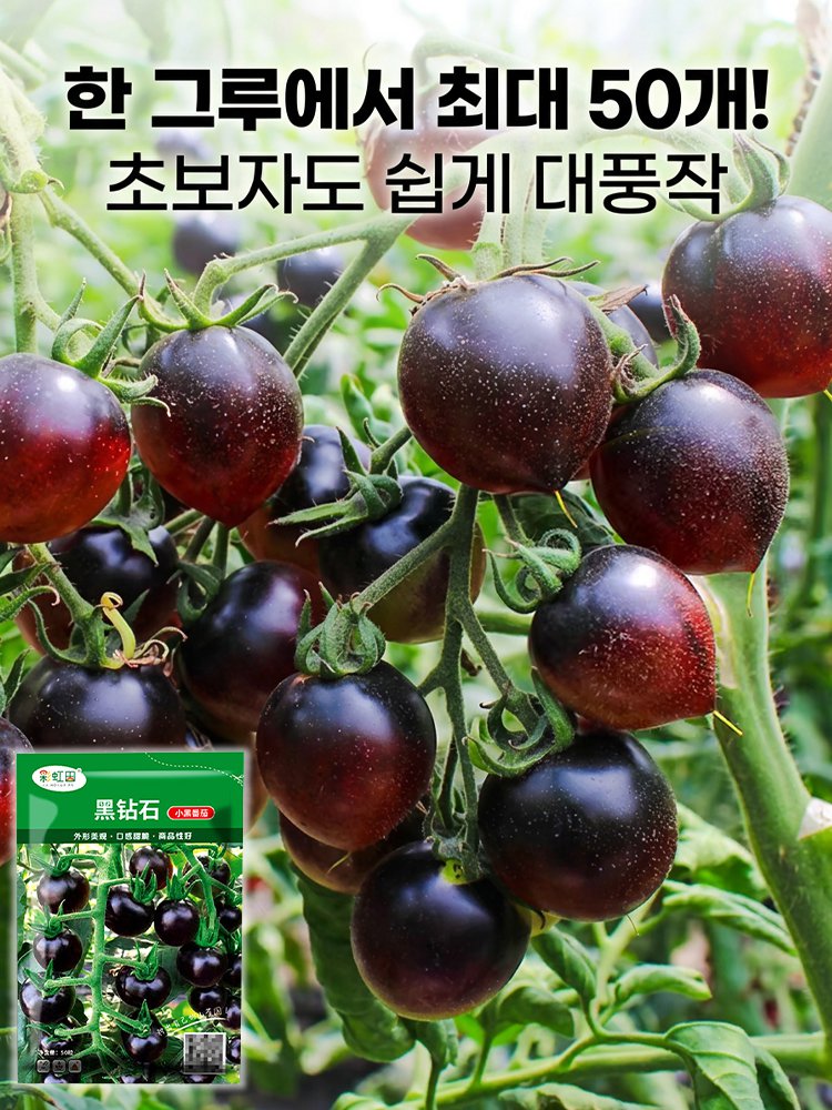 블랙 다이아몬드 토마토 씨앗