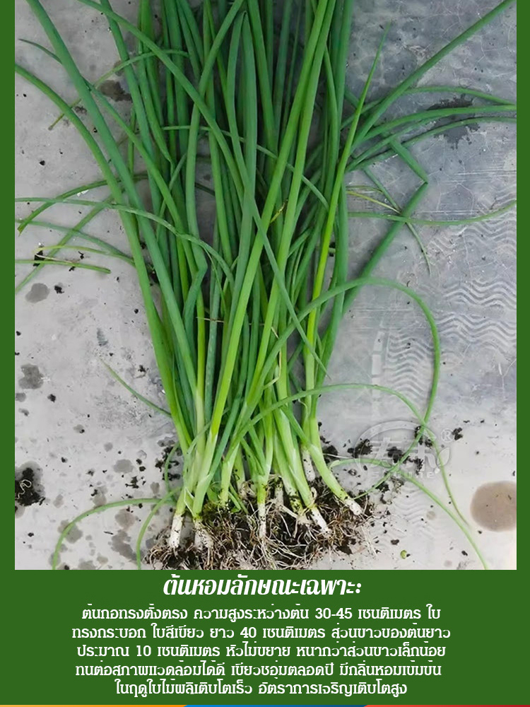 [เอเวอร์กรีนสำหรับทุกฤดูกาล] เมล็ดต้นหอมสำหรับทุกฤดูกาล