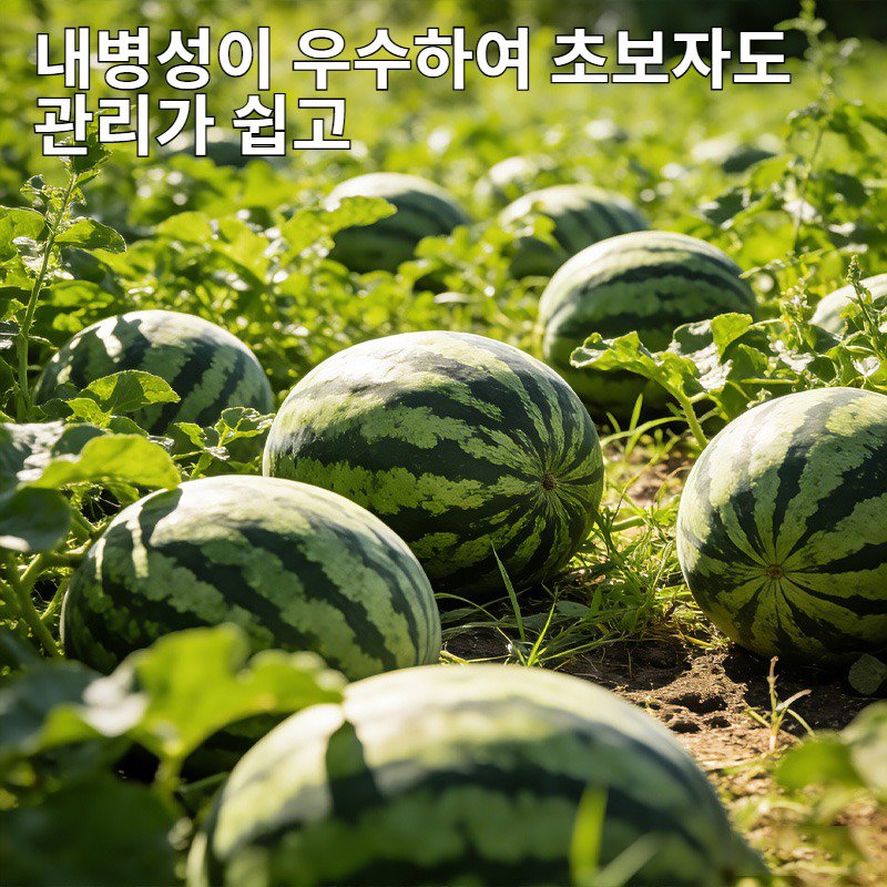 프리미엄 홍옥 수박 씨앗