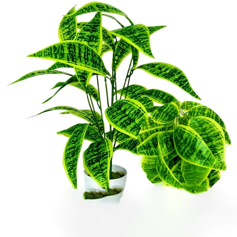 몬스테라 델리시오사 분재