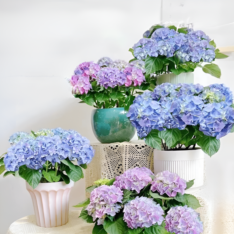 【無尽花】全品種アジサイ苗