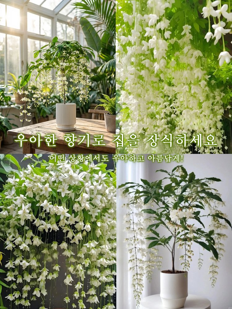 【향기 폭발】늘어지는 자스민 씨앗