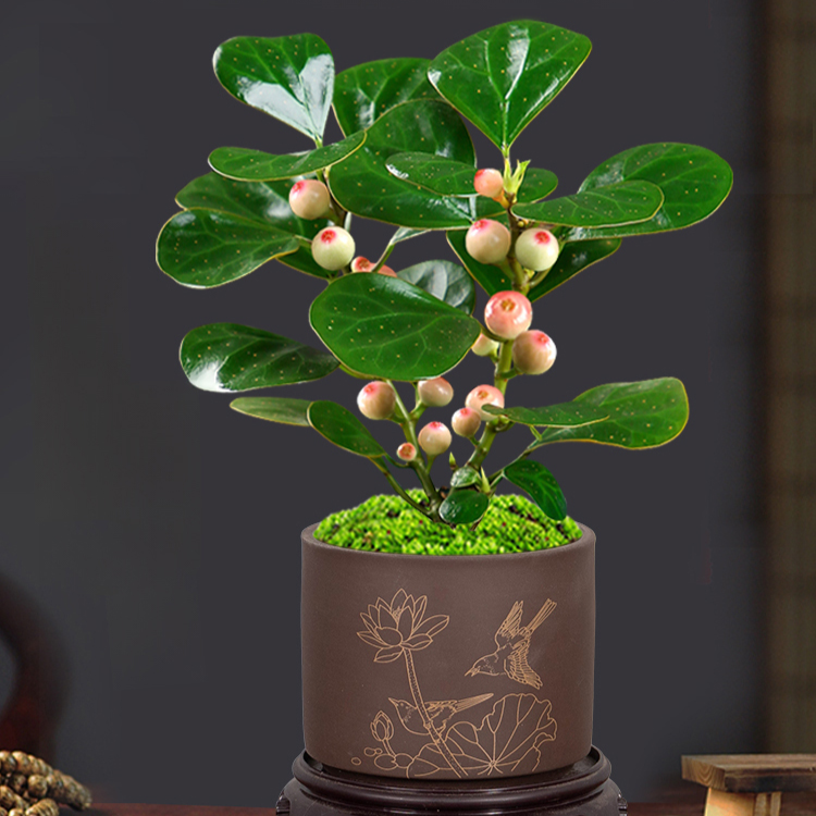 Fruiting Bodhi Tree Bonsai