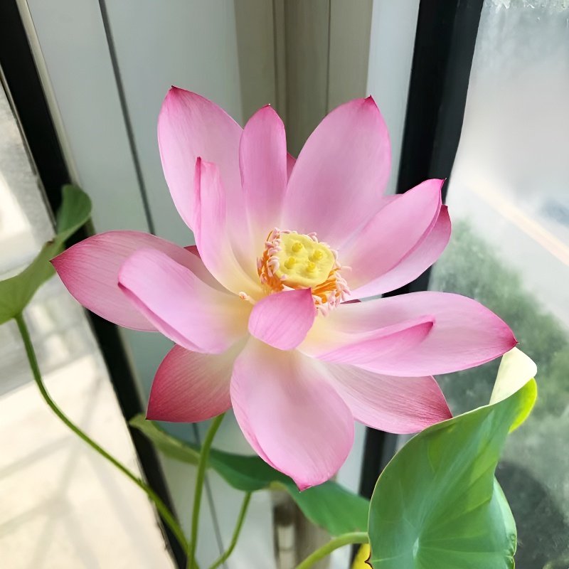 실내 수경재배 화분 연꽃씨