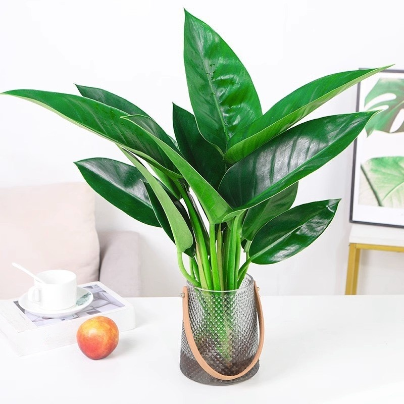 綠公主盆栽植物