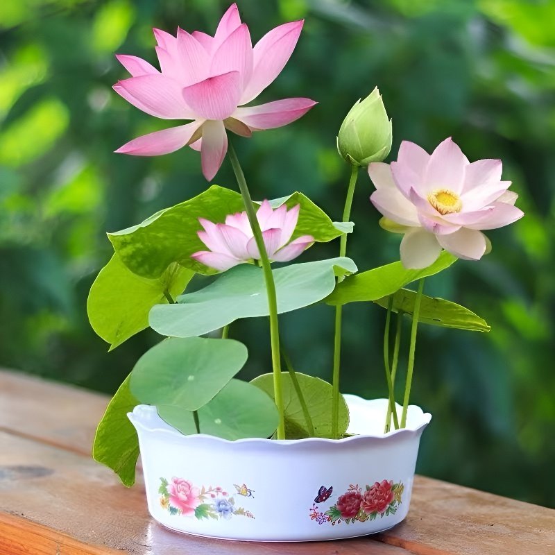 Four Seasons Blooming: Bowl Lotus Seeds