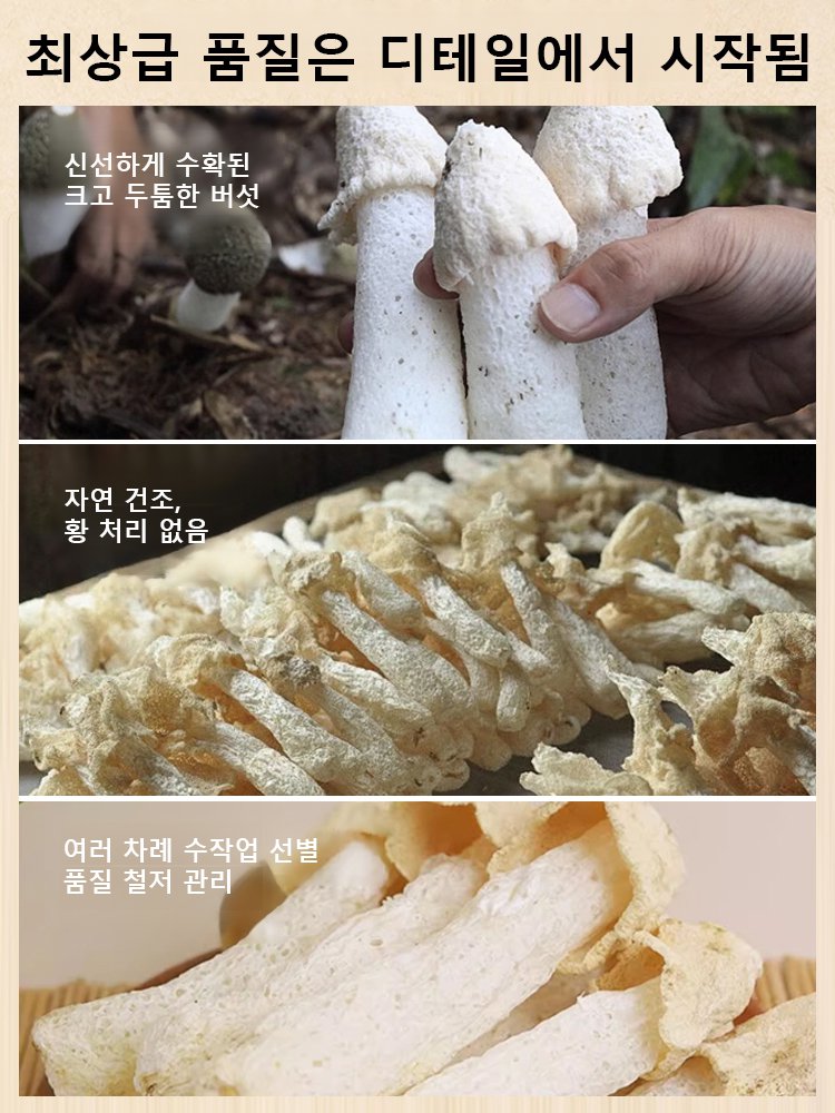 【균류의 여왕】첫 수확 천연 유기농 무황 죽순