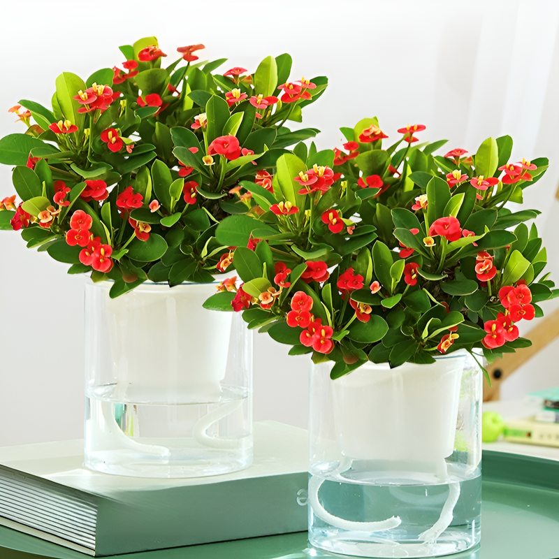 四季の開花虎刺梅盆栽
