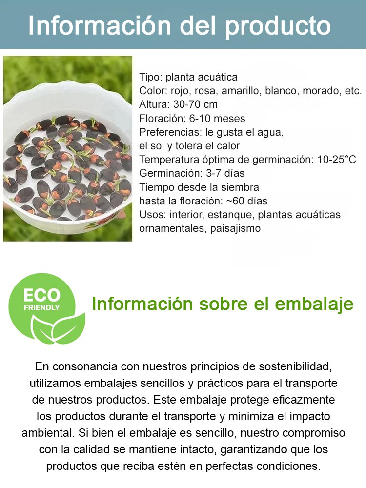 Semillas de loto acuático ornamental 