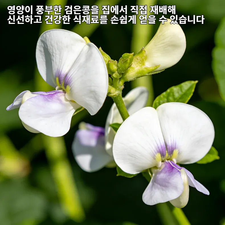 수확량이 많은 검은콩 씨앗