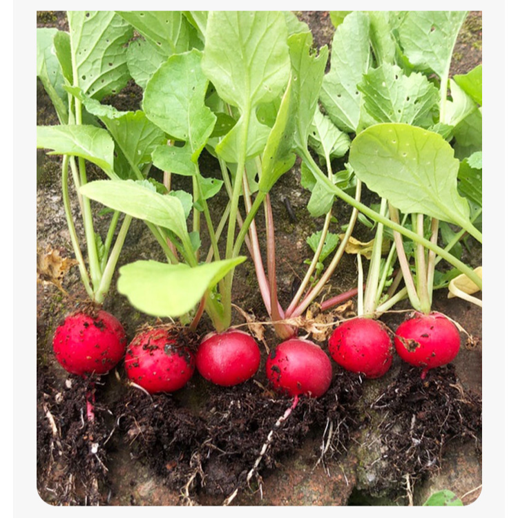 Red Skin White Flesh Cherry Radish Seeds