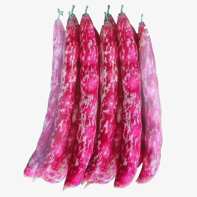 Stangenbohnensamen mit Rankhilfe – Anbautechnik für Frühling und Herbst, ertragreiches Gemüse