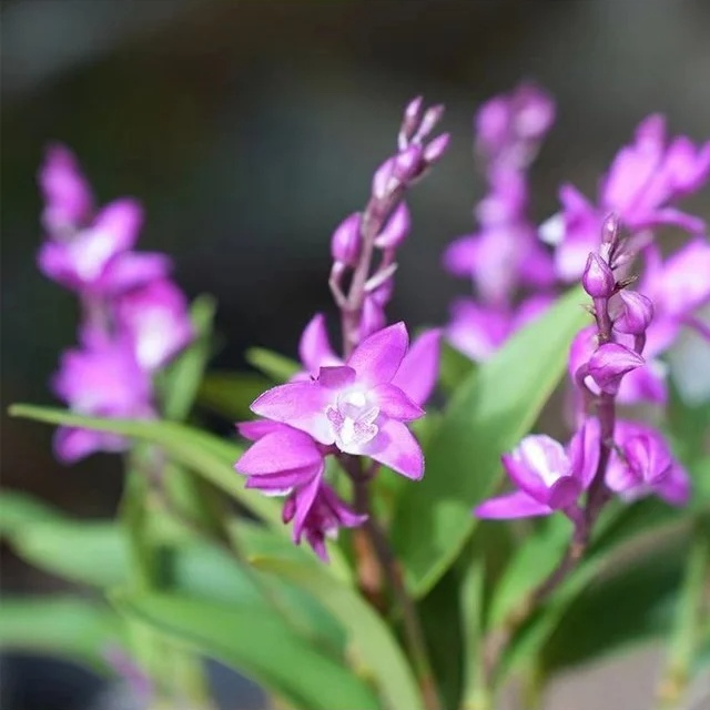 Potted Dendrobium Orchid