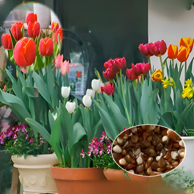사계절 피는 튤립 구근 묘목 화초 화분