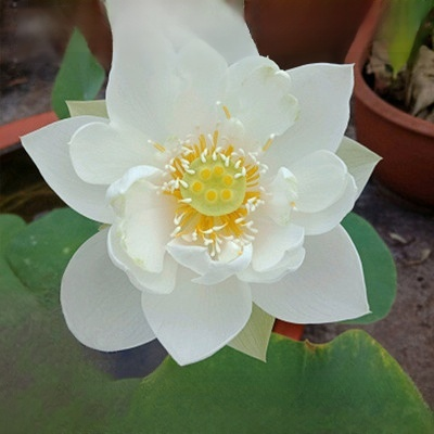 Nenúfar de la buena suerte de las cuatro estaciones