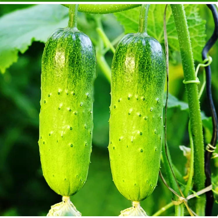 Semillas de pepino seco 