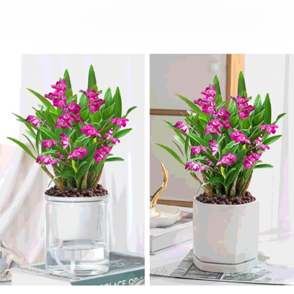 Potted Dendrobium Orchid