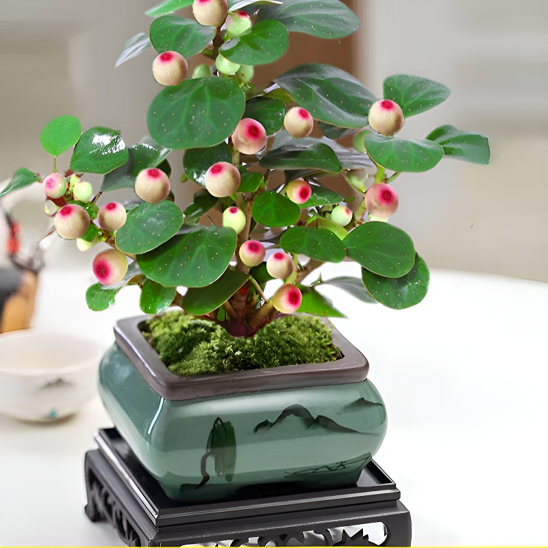 Cultivate oneself and cultivate one's character with Bodhi seedlings