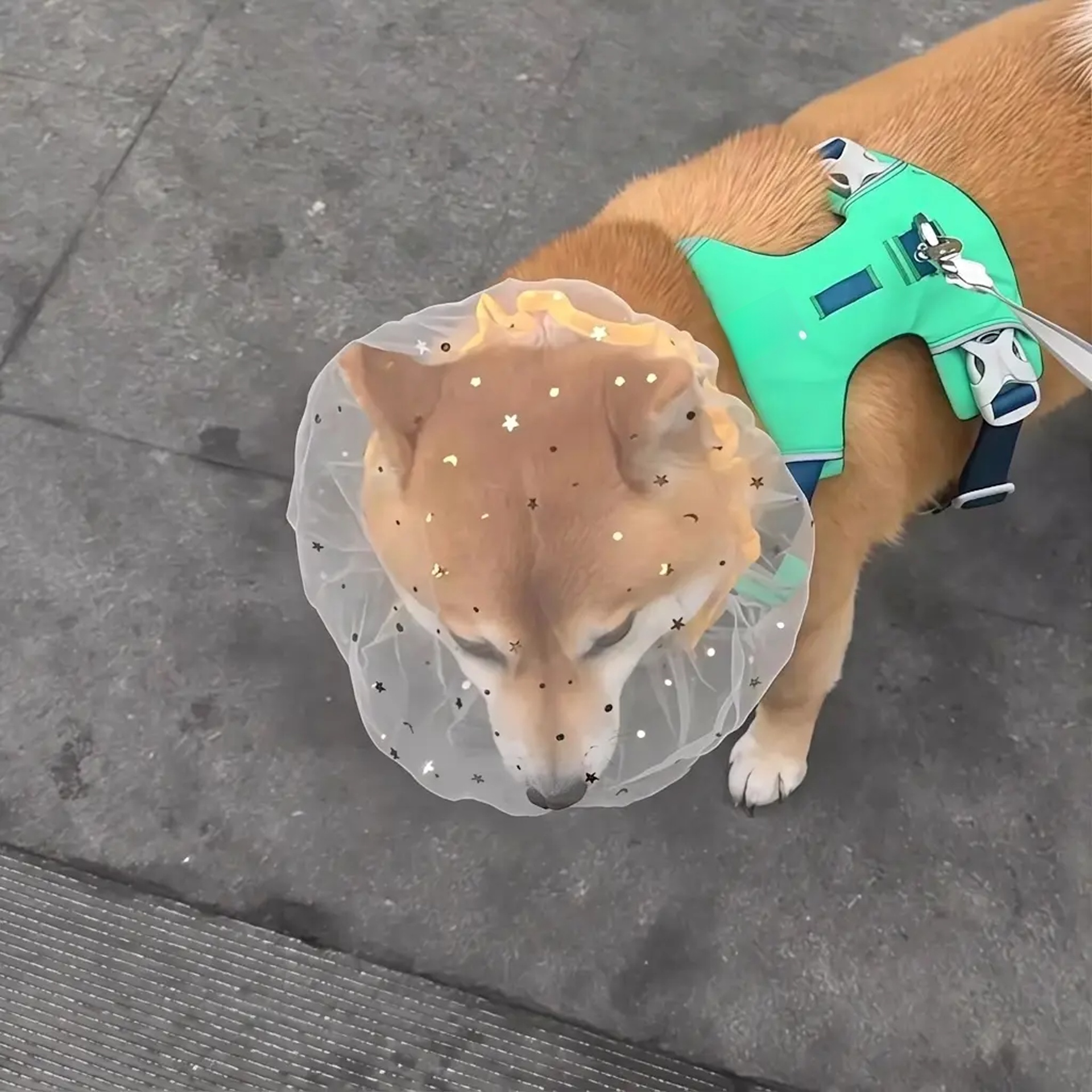 ペット用通気性保護ヘッドギア