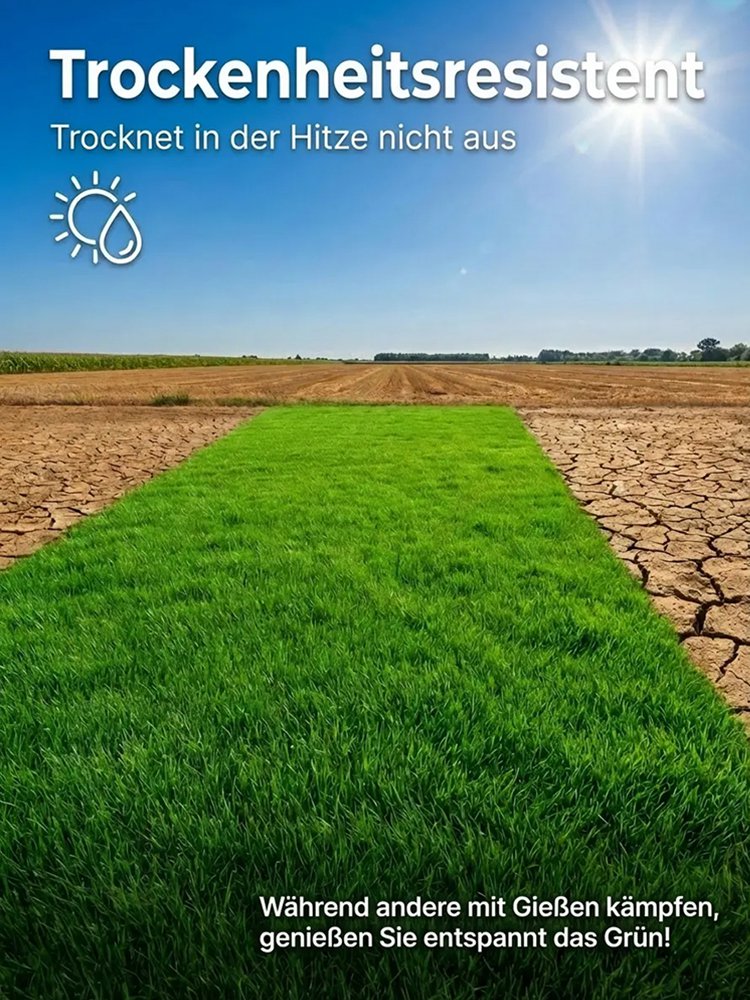 【Keimrate 99%】Vierjahreszeiten-Gras, frostbeständiger Rasensamen