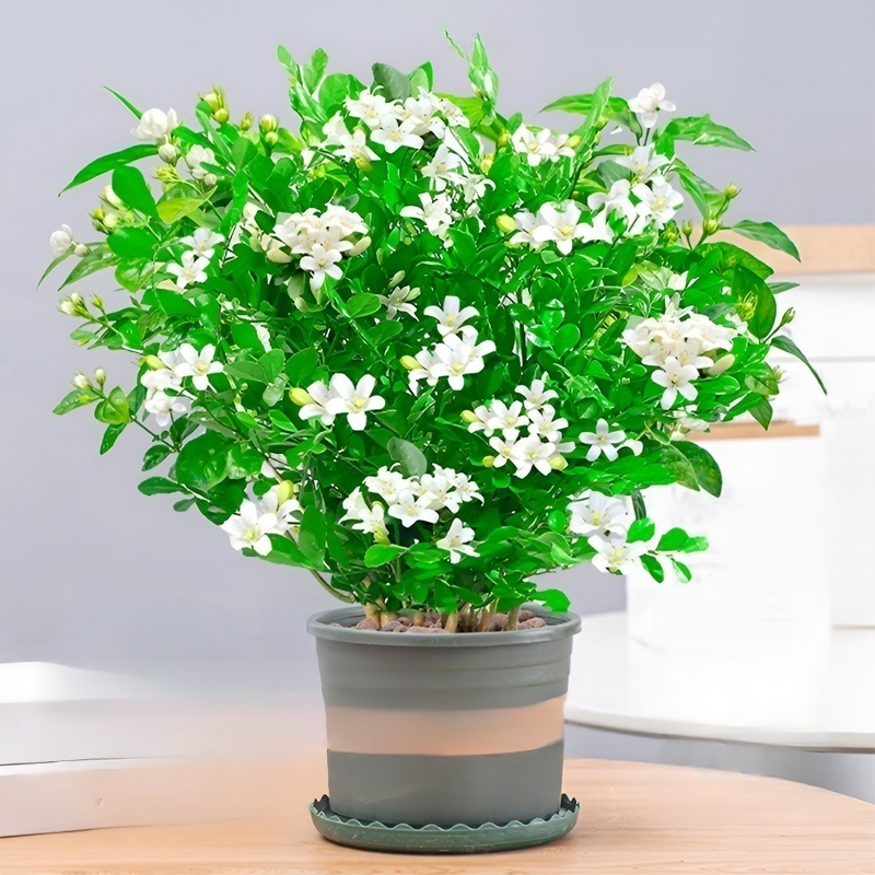 Mosquito repellent, strong fragrance, four season flowering, nine spice potted plant