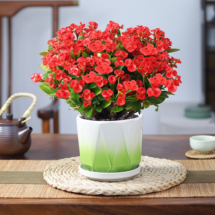 四季開花虎刺梅盆栽