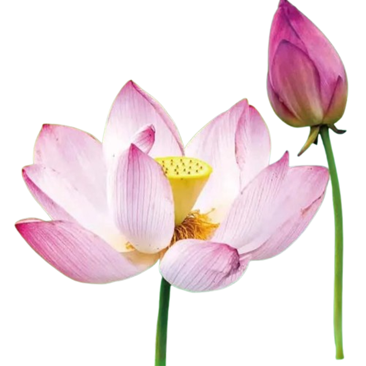 คู่มือฉบับสมบูรณ์สำหรับการปลูกต้นบัวในกระถาง