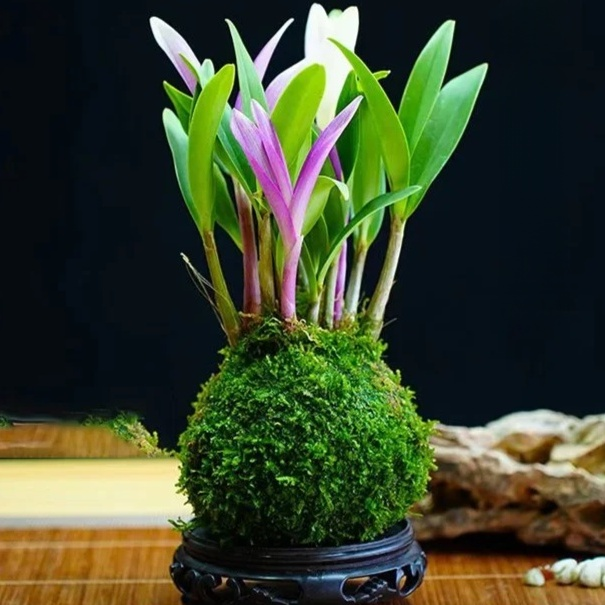 Potted Dendrobium Orchid