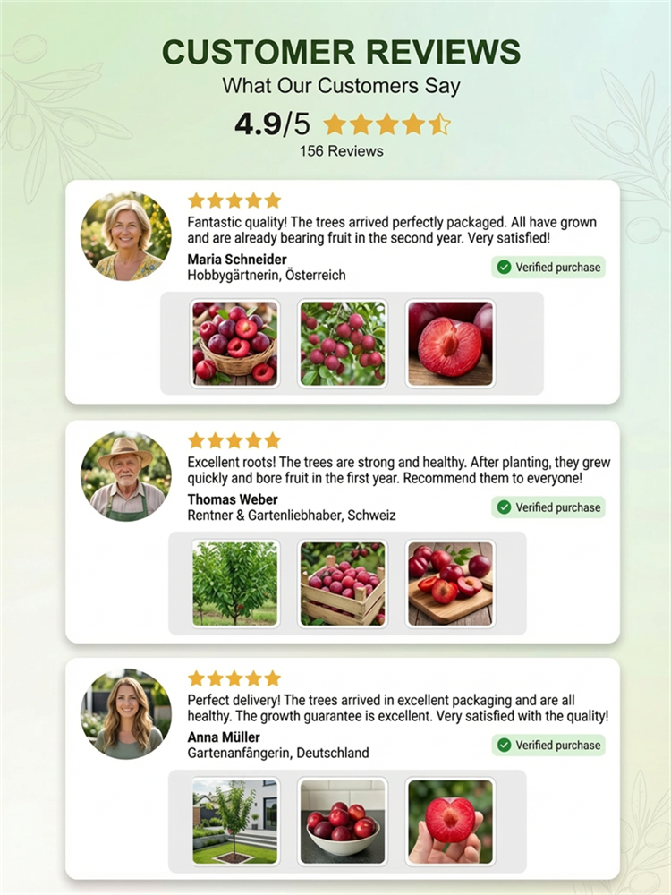 Australian Seedless Candied Red Plum Sapling [Guaranteed Alive or Refund]