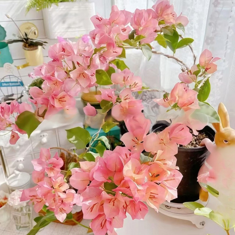 Semillas de Bugambilia de Nueve Capas