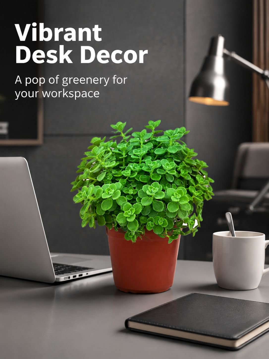 Indoor air-purifying Plectranthus plant