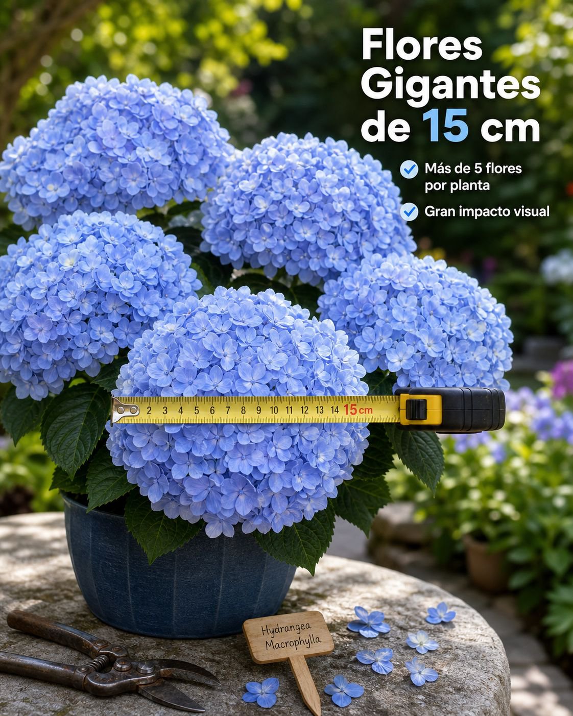 Plántulas variadas de hortensia