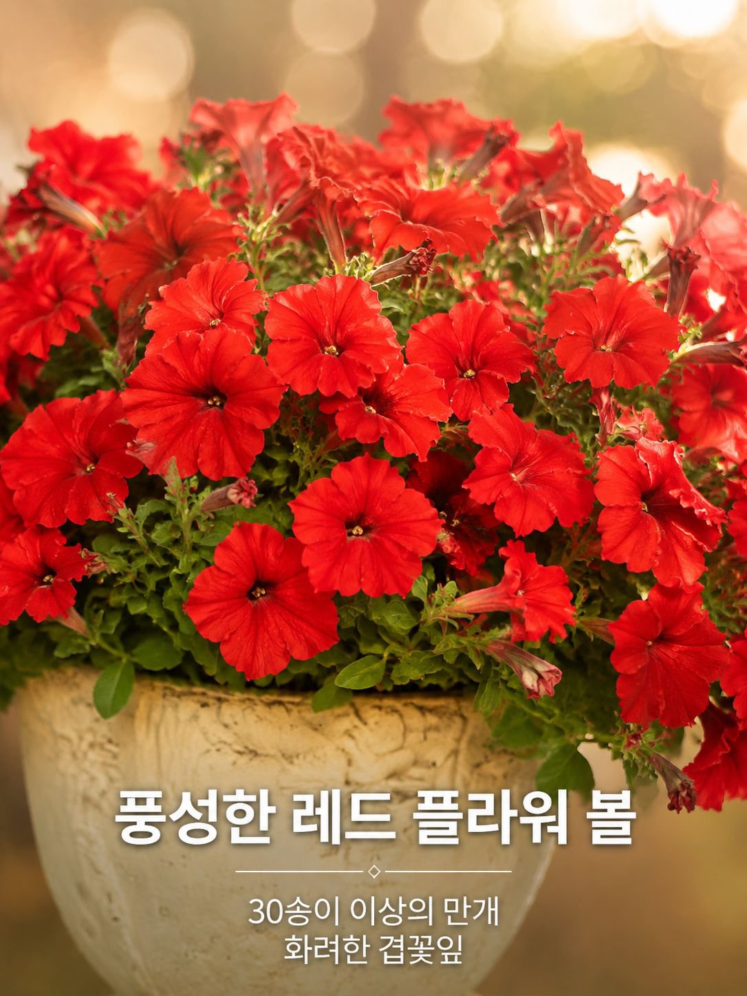 겹꽃 페튜니아