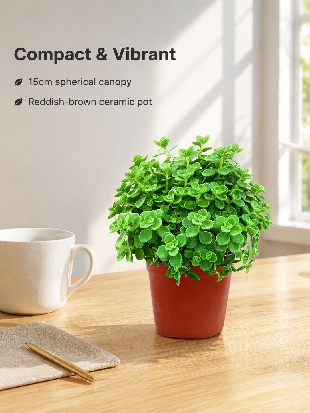 Indoor air-purifying Plectranthus plant