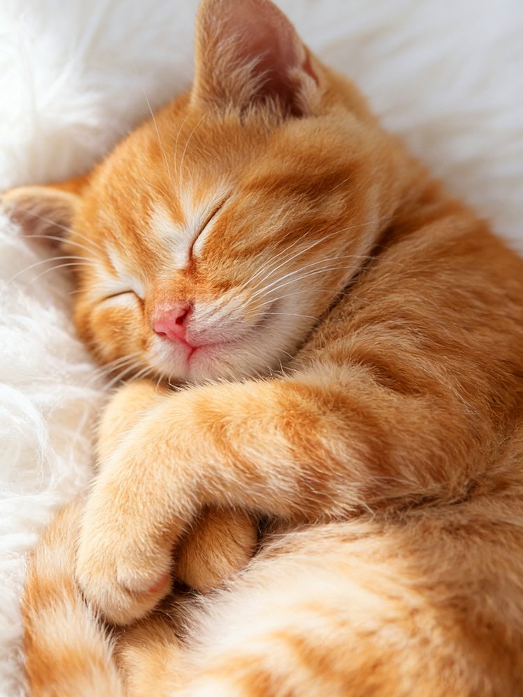 Calidad Europea a Precios Sorprendentes