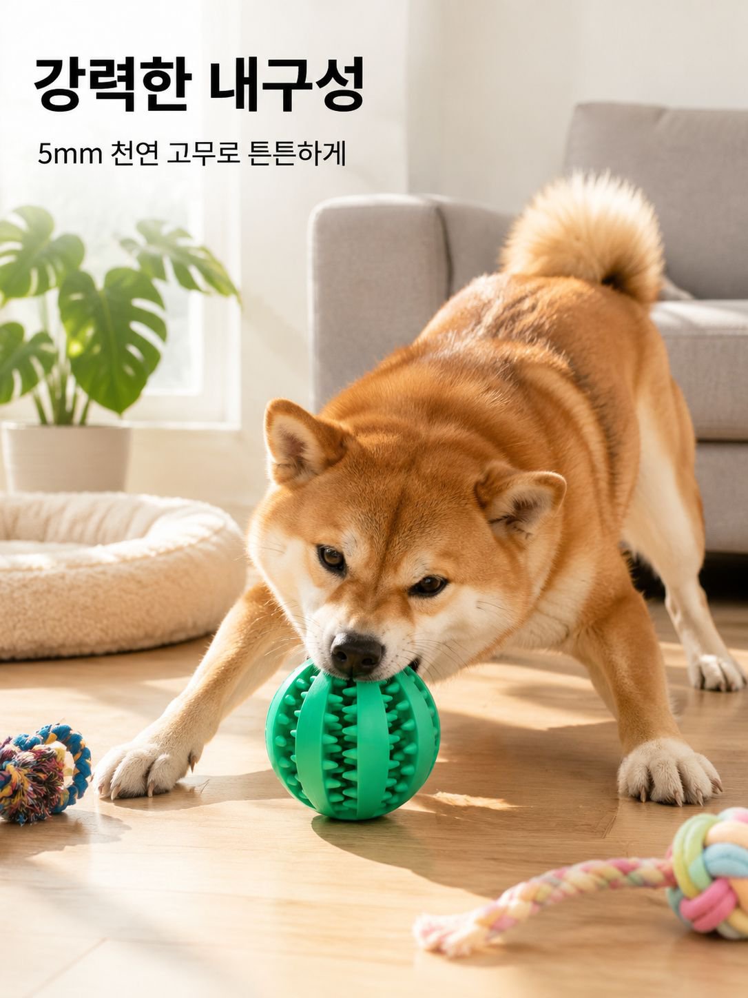 애완견이 공 장난감을 씹다